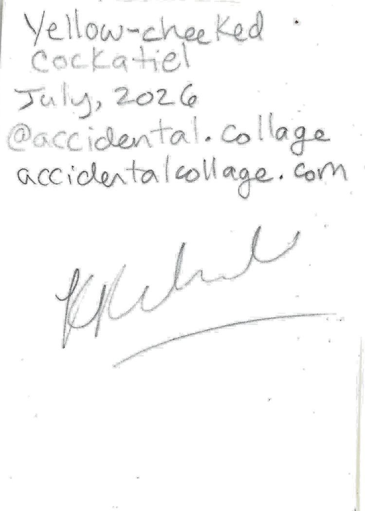 Handwritten text on a back of card reading 'Yellow-cheeked Cockatiel, July, 2026, @accidental.collage, accidentalcollage.com, with a signature underneath