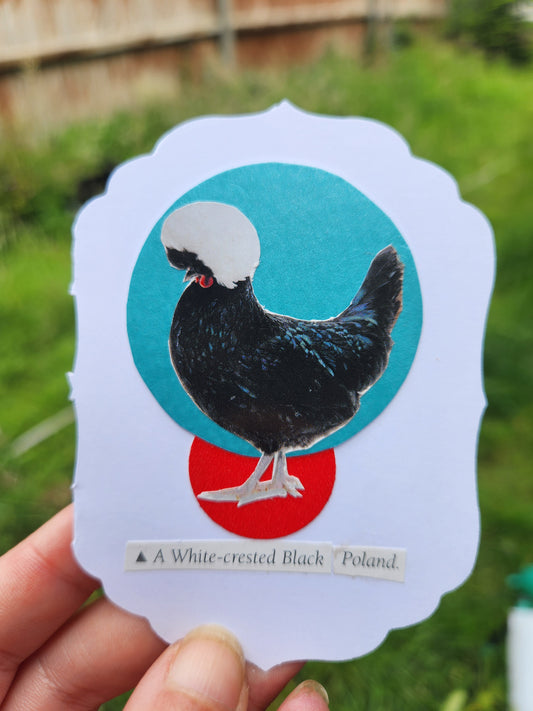 A hand holding a white scalloped card featuring a collage of a black-and-white chicken over a turquoise and red circle, with small text reading 'A White-crested Black Poland'.