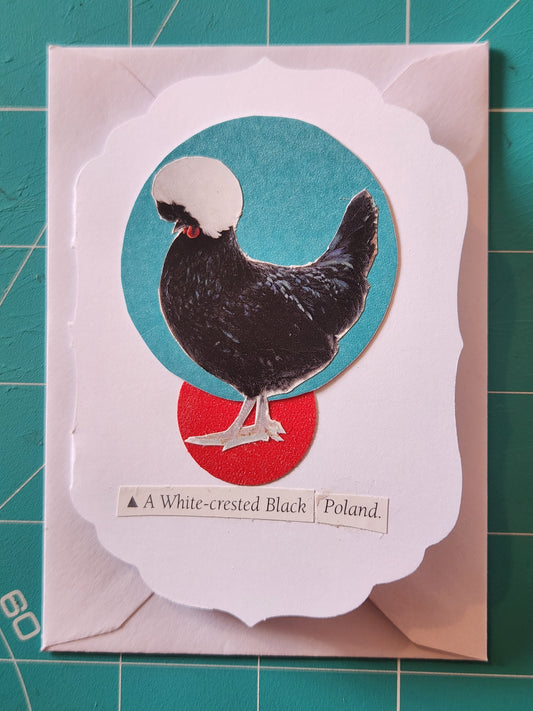 Chicken Mini Card Series - White-crested Black Poland