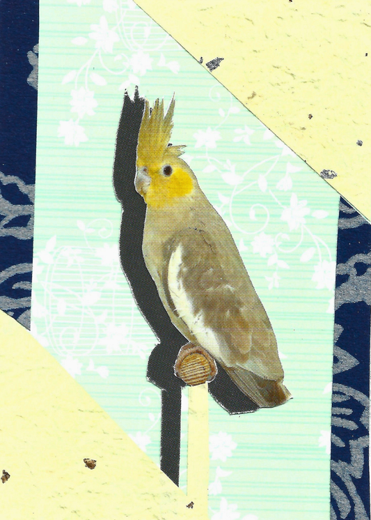 A collage featuring a cockatiel bird perched on a branch. The bird has a yellow head, brown and gray body, and a black shadow cast to the left.