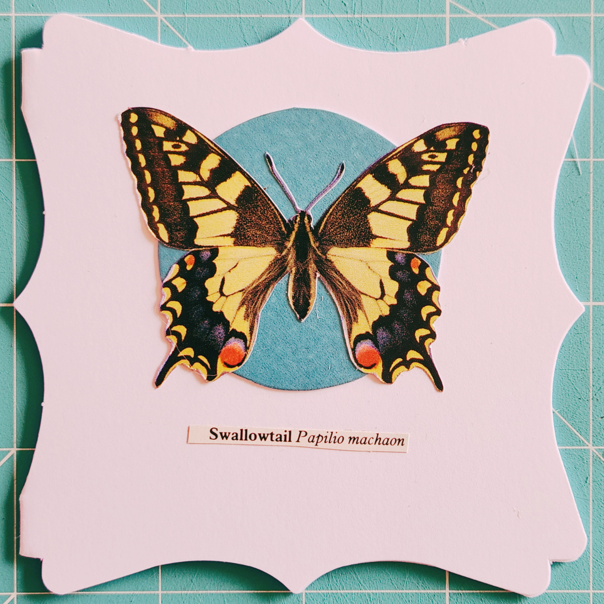 Image of a Swallowtail butterfly on a decorative white card with a teal circle and scientific name label