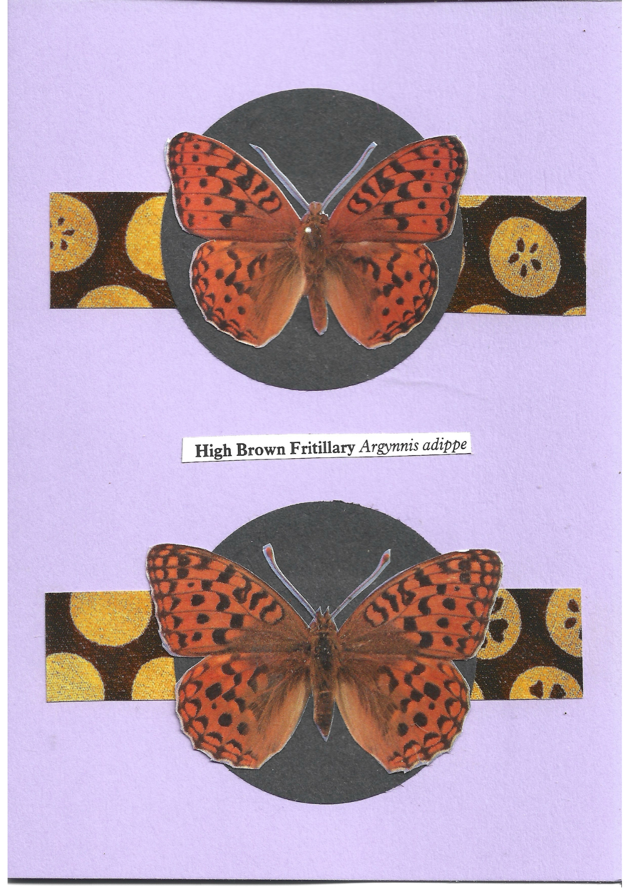 Pale purple greeting card with the image of a  male and female High Brown Fritillary butterfly on black circles and patterned stripes