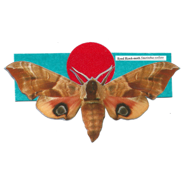 Collage of an Eyed Hawk-moth over a turquoise and red geometric background.