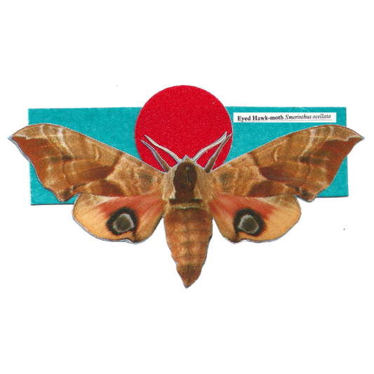Collage of an Eyed Hawk-moth over a turquoise and red geometric background.