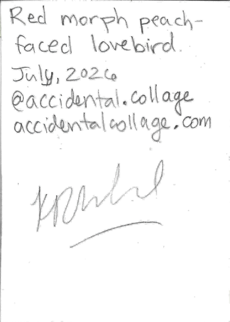 Handwritten note on back of card reading: Red morph peach-faced lovebird, dated July, 2020, with the handle @accidental.collage and website accidentalcollage.com, with signature underneath