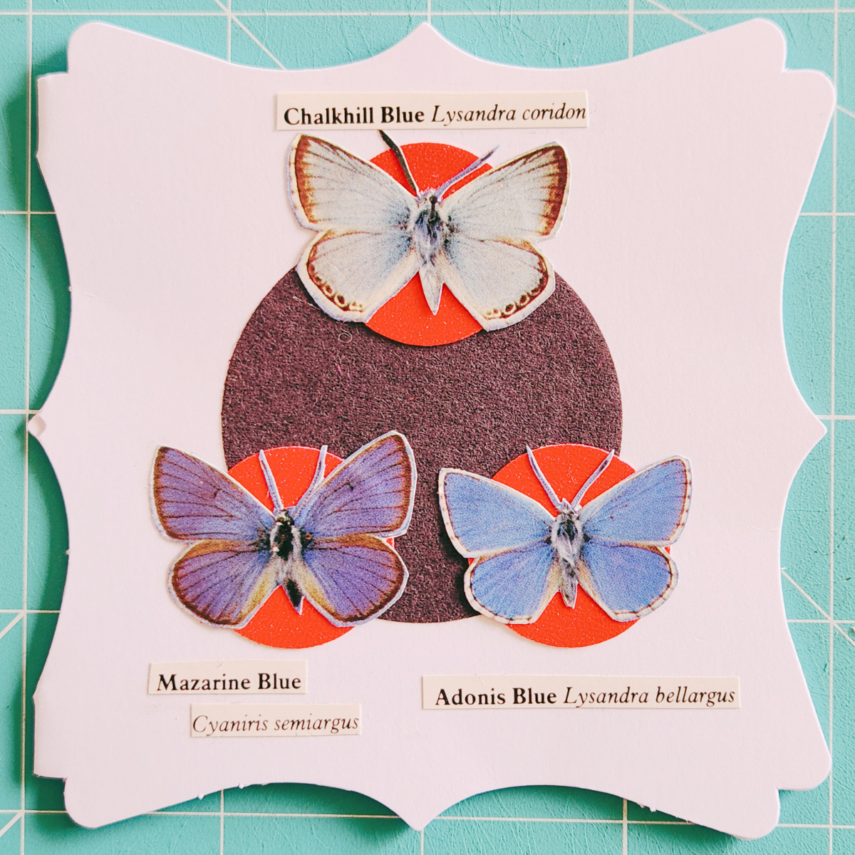Images of a Chalkhill, Mazarine and Adonis Blue butterfly on a white decorative card with red glittery circles, a black circle and three scientific name labels