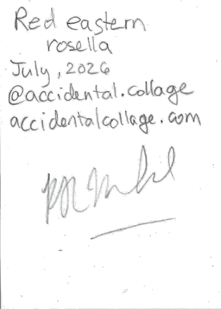 Handwritten note on back of card, reading 'Red eastern rosella, July, 2026, @accidental.collage, accidentalcollage.com, with a signature underneath