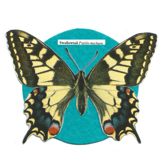 A vintage-style butterfly image of a Swallowtail butterfly, shown with wings spread over a teal oval on a white background. Small text at the top reads 'Swallowtail Papilio machon'.