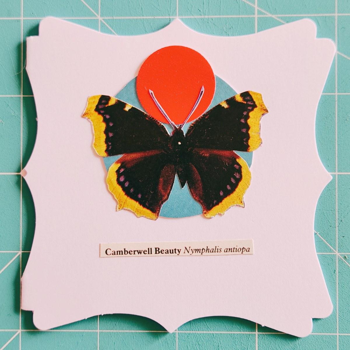 Image of a Camberwell Beauty butterfly on a decorative white card with a teal circle, a glittery red circle, and a scientific name label