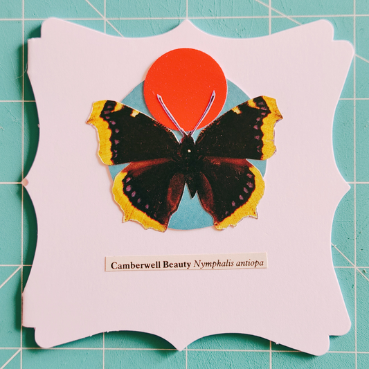 Image of a Camberwell Beauty butterfly on a decorative white card with a teal circle, a glittery red circle, and a scientific name label