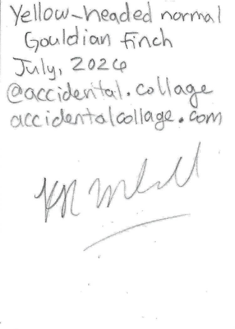 A handwritten note on a bak of card with text reading 'Yellow-headed normal Gouldian Finch July, 2026, @accidental.collage, accidentalcollage.com, with a signature underneath