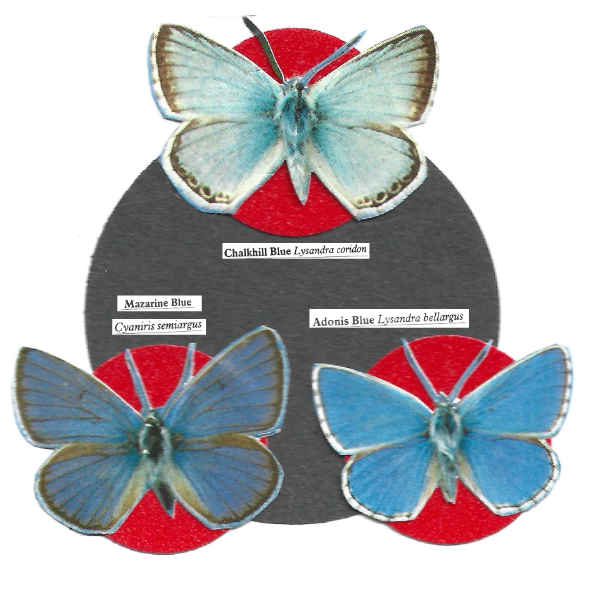 Collage of three blue butterflies arranged around a dark gray circular backdrop with red circular mounts, labeled with names including Chalkhill Blue, Mazarine Blue, and Adonis Blue.