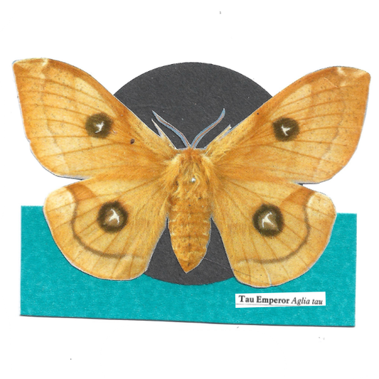 Collage of a Tua Emperor moth mounted on a teal and black backing card, with the label 'Tau Emperor Aglia tau' visible near the bottom right.