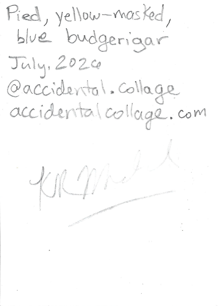 A handwritten note on the back of card, stating 'Pied, yellow-masked, blue budgerigar, July 2026, @accidental.collage, accidentalcollage.com, with a signature underneath