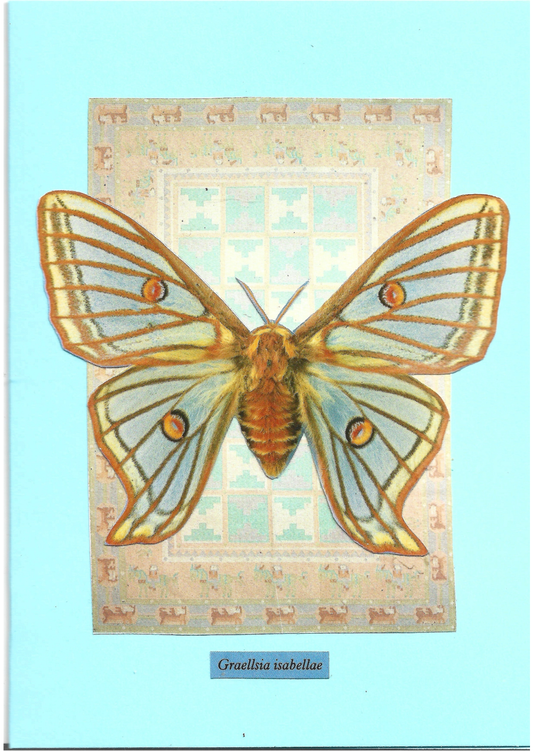 Pale blue greeting card with the image of a Spanish Moon Moth on a patterned background