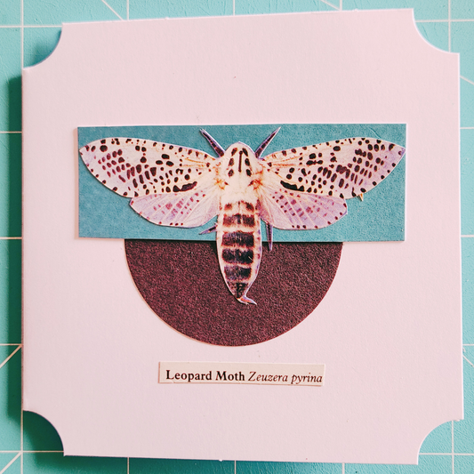 Image of a Leopard Moth on a decorative white card with a blue rectangle and black circle.