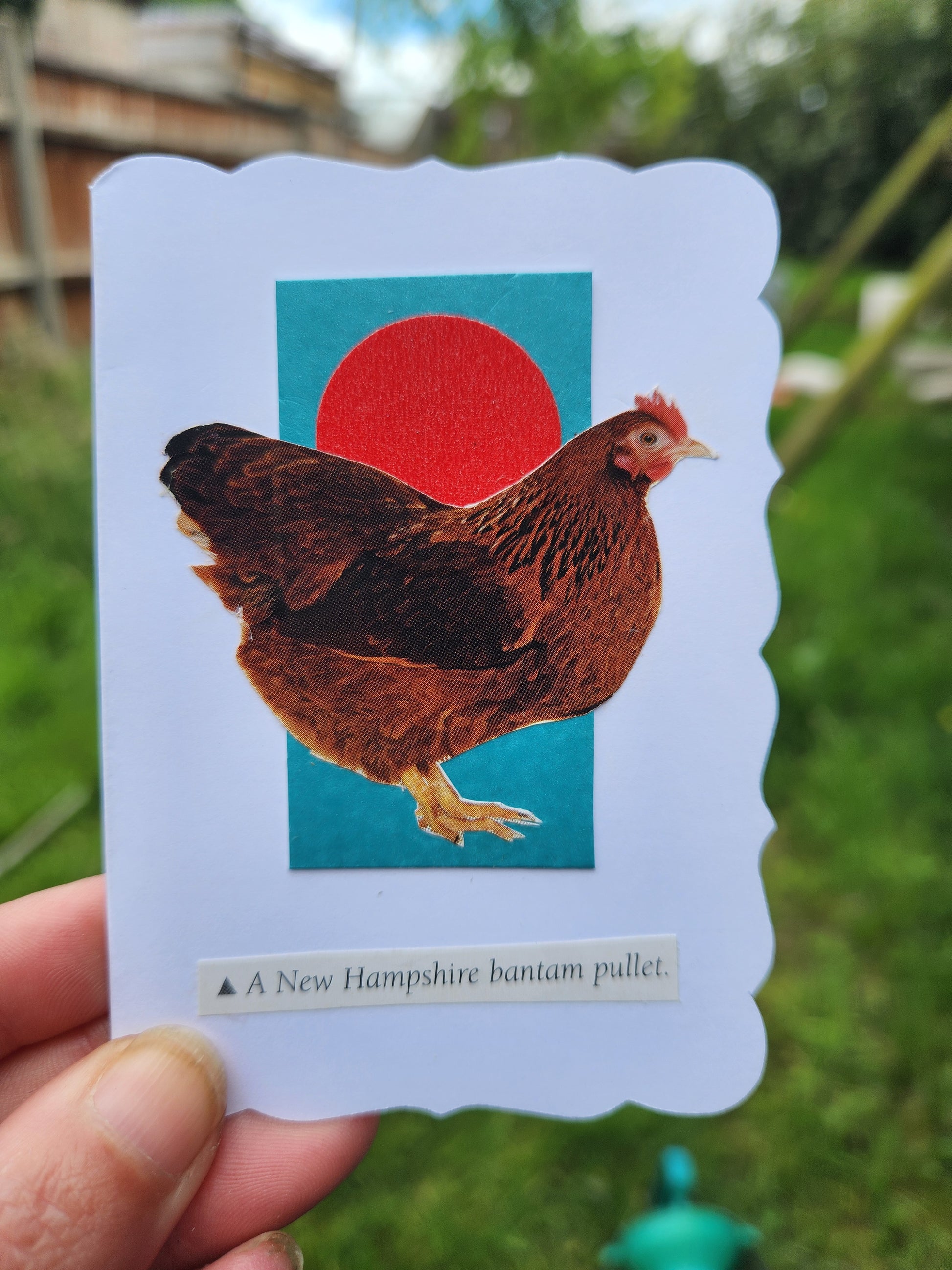 A hand holding a card featuring a brown hen in front of a red circle on a teal square, with a white scalloped border and small text reading 'A New Hampshire bantam pullet.' The background is an outdoor blurred green lawn.