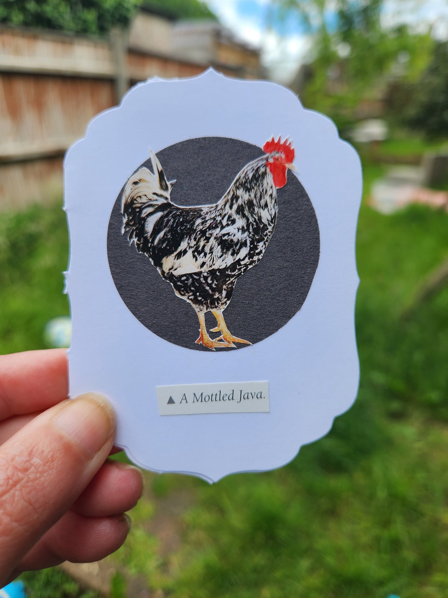A hand holds a scalloped-edged card featuring a collage of a black-and-white chicken with a red comb inside a dark circle, with the text 'A Mottled Java' underneath. The background is a blurred outdoor garden scene.