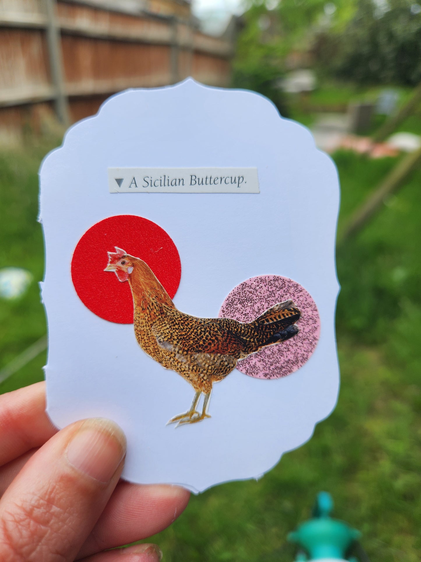 A hand holding a white scalloped card featuring a chicken illustration over a red and pink circular design, with the text 'A Sicilian Buttercup' on a blurred outdoor background.