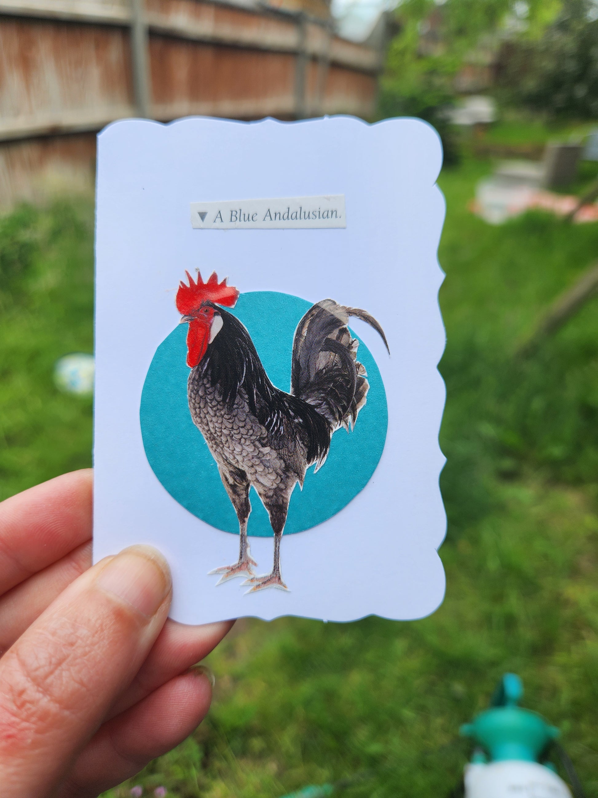 A hand holds a small white card featuring a rooster over a teal circle, with the text 'A Blue Andalusian', against a blurred green outdoor background.