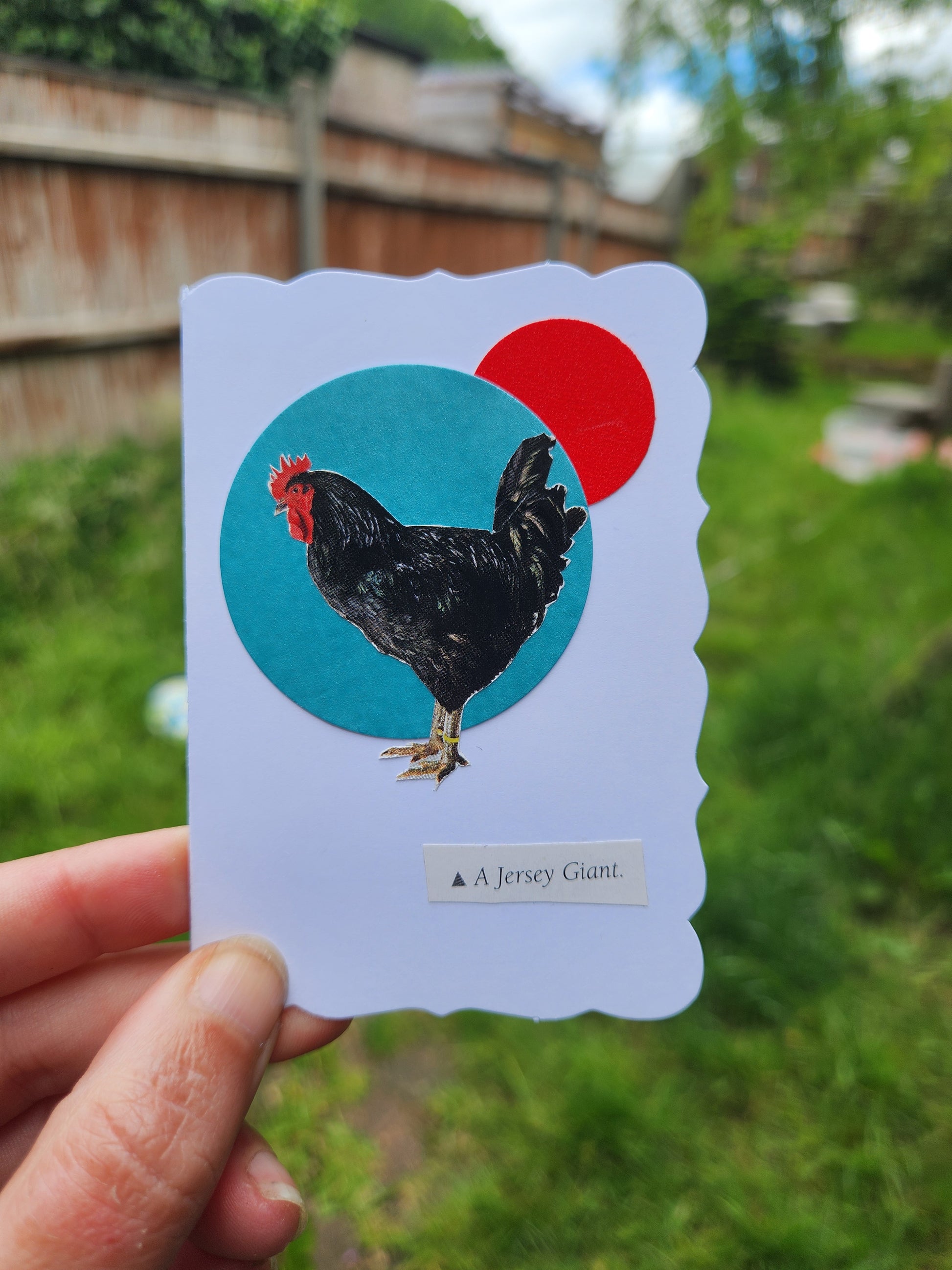 A hand holds a white card featuring a collage of a black chicken, a red and a turquoise circle, with the text 'A Jersey Giant.' The background is a blurred outdoor scene with green grass and a wooden fence.