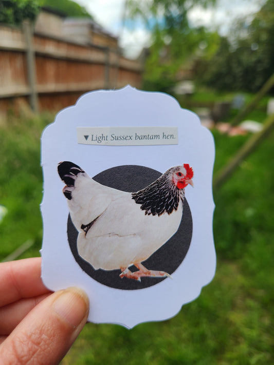 A hand holds a scalloped white card featuring a collage of a black-and-white hen with a red comb on a black circle, set against a blurred outdoor background of green foliage and a wooden fence.