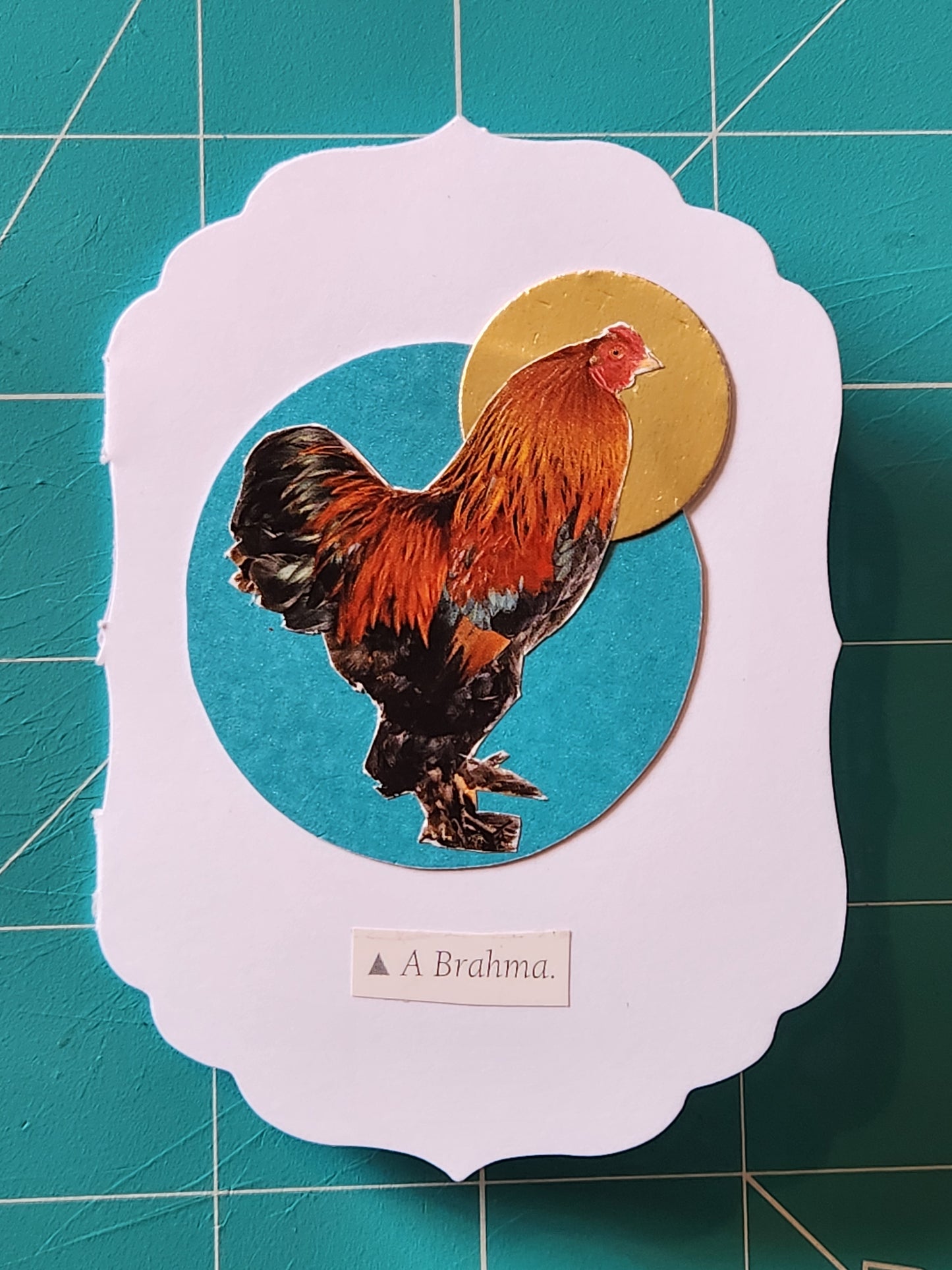 Chicken Mini Card Series - Brahma