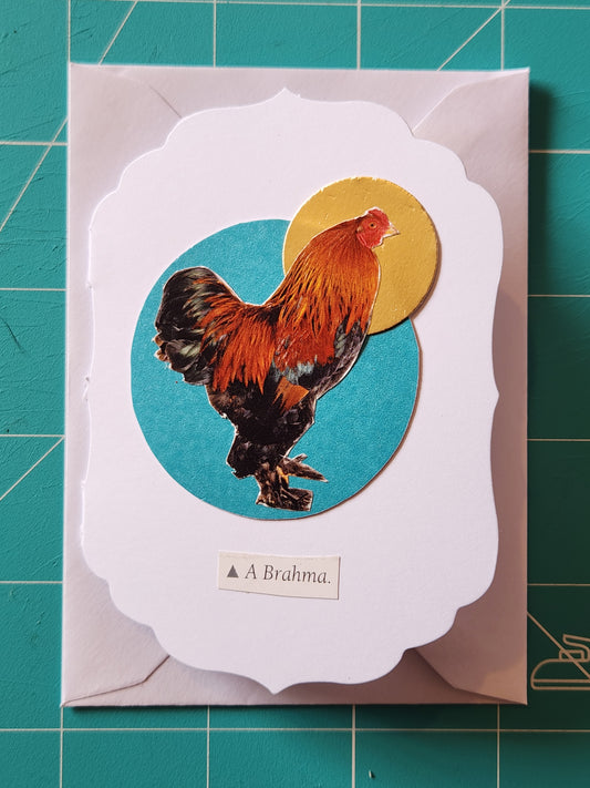 Chicken Mini Card Series - Brahma