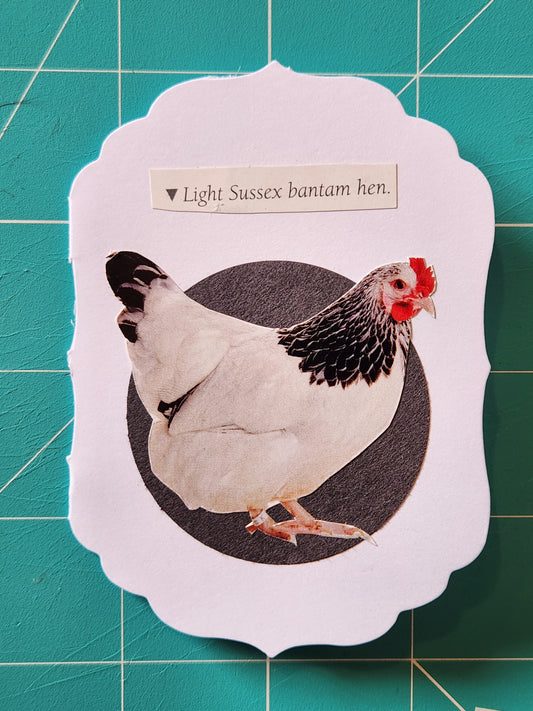 Chicken Mini Card Series - Light Sussex bantam hen