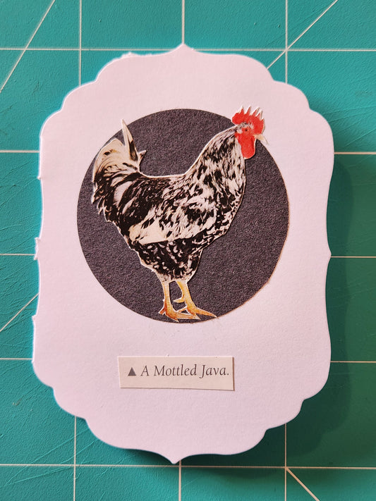 Chicken Mini Card Series - Mottled Java