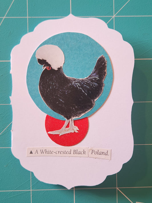 Chicken Mini Card Series - White-crested Black Poland