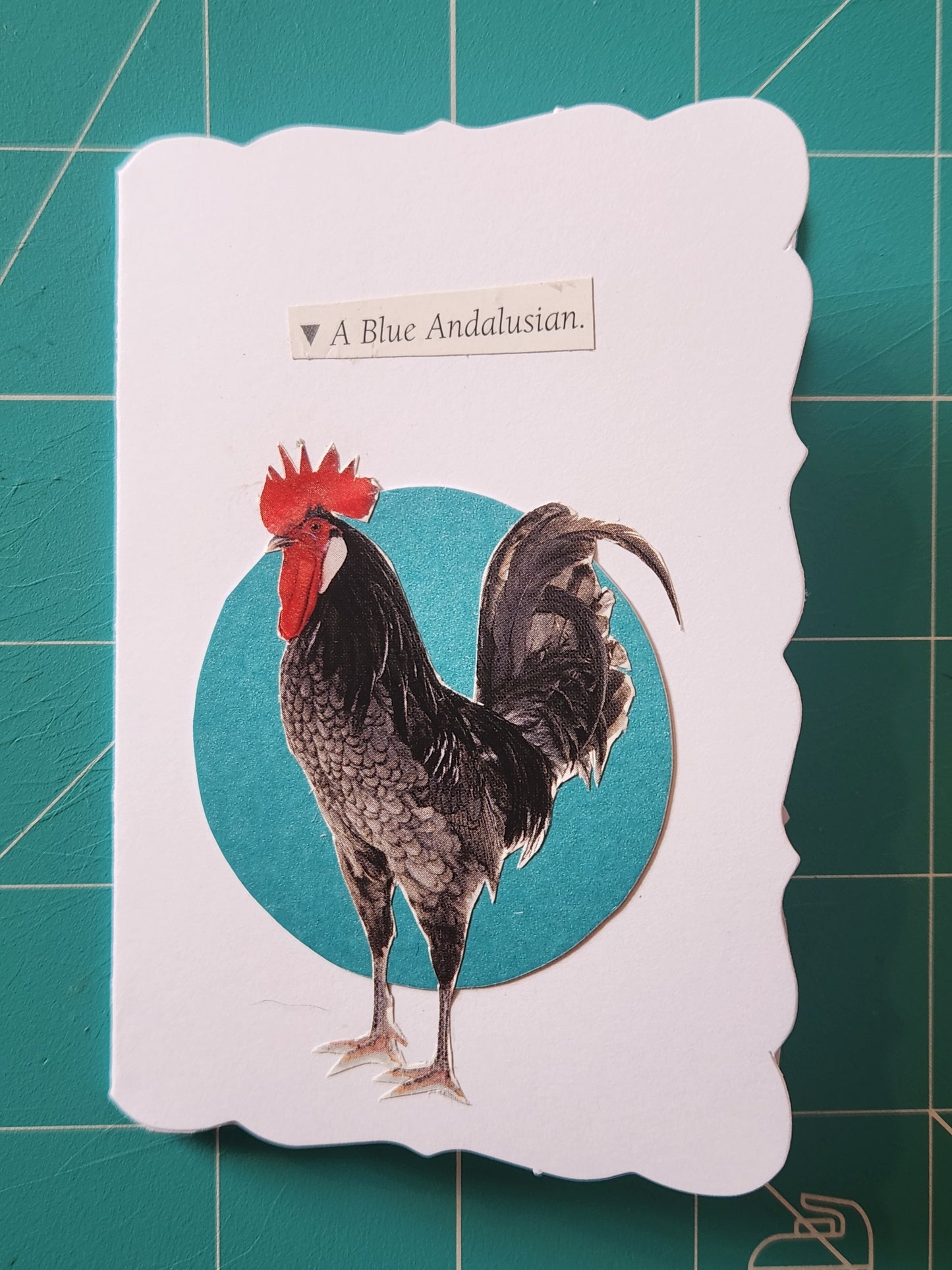 Chicken Mini Card Series - Blue Andalusian