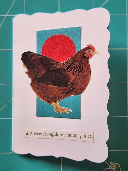 Chicken Mini Card Series - New Hampshire bantam pullet