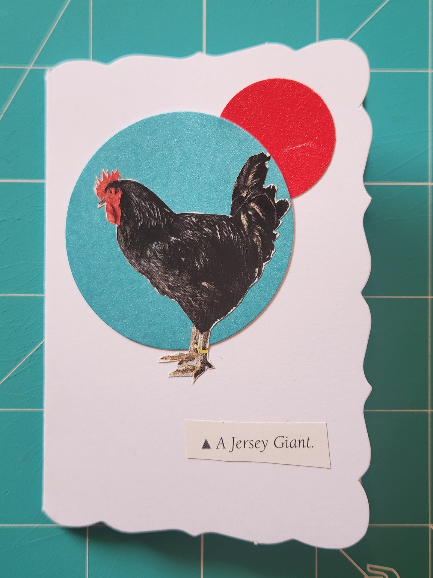 Chicken Mini Card Series - Jersey Giant