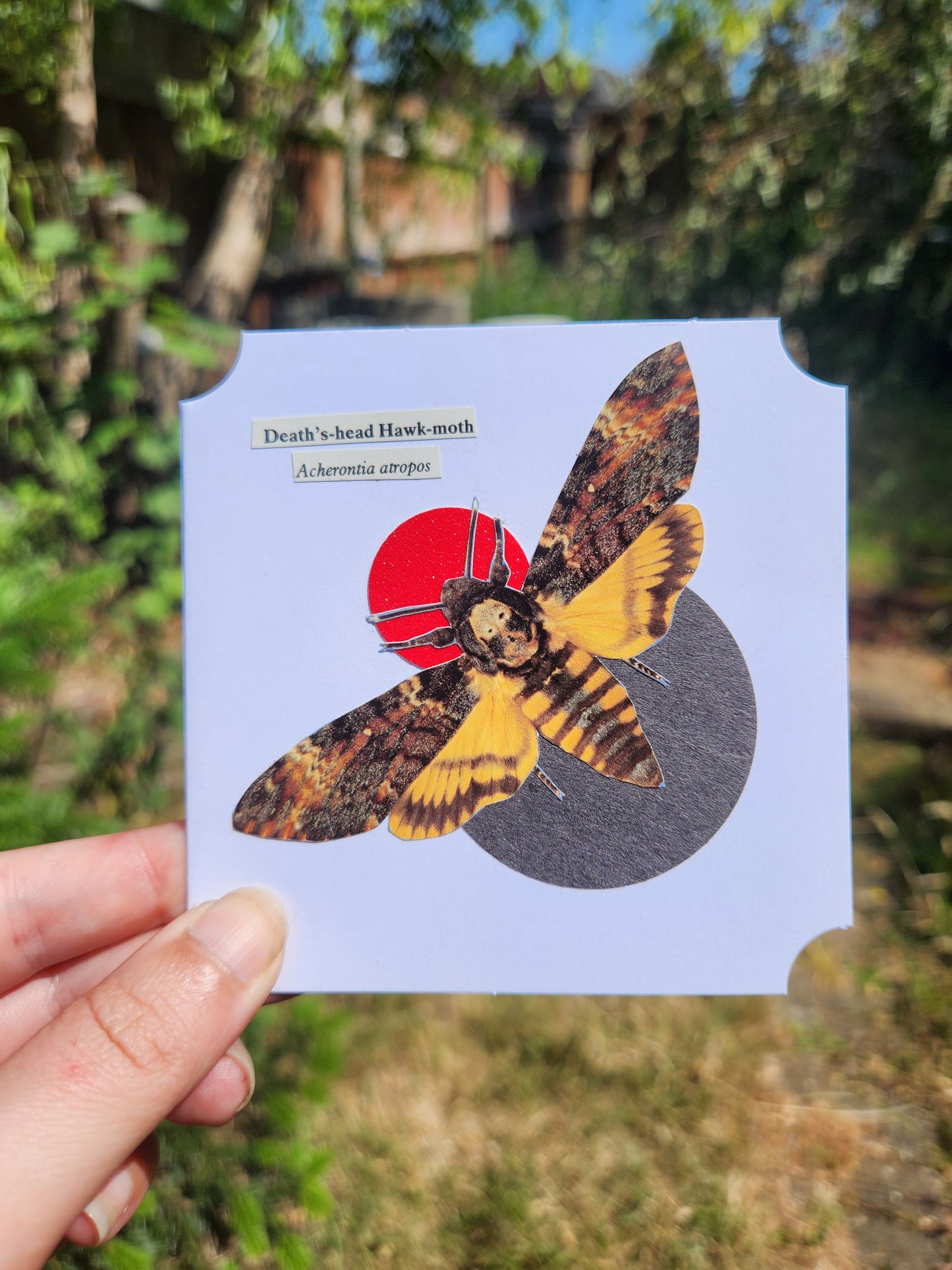 A hand holding a small sqaure white card featuring a collage of Death's Head Hawk-moth over a black and red circle motif, against a blurred backroud of greenery
