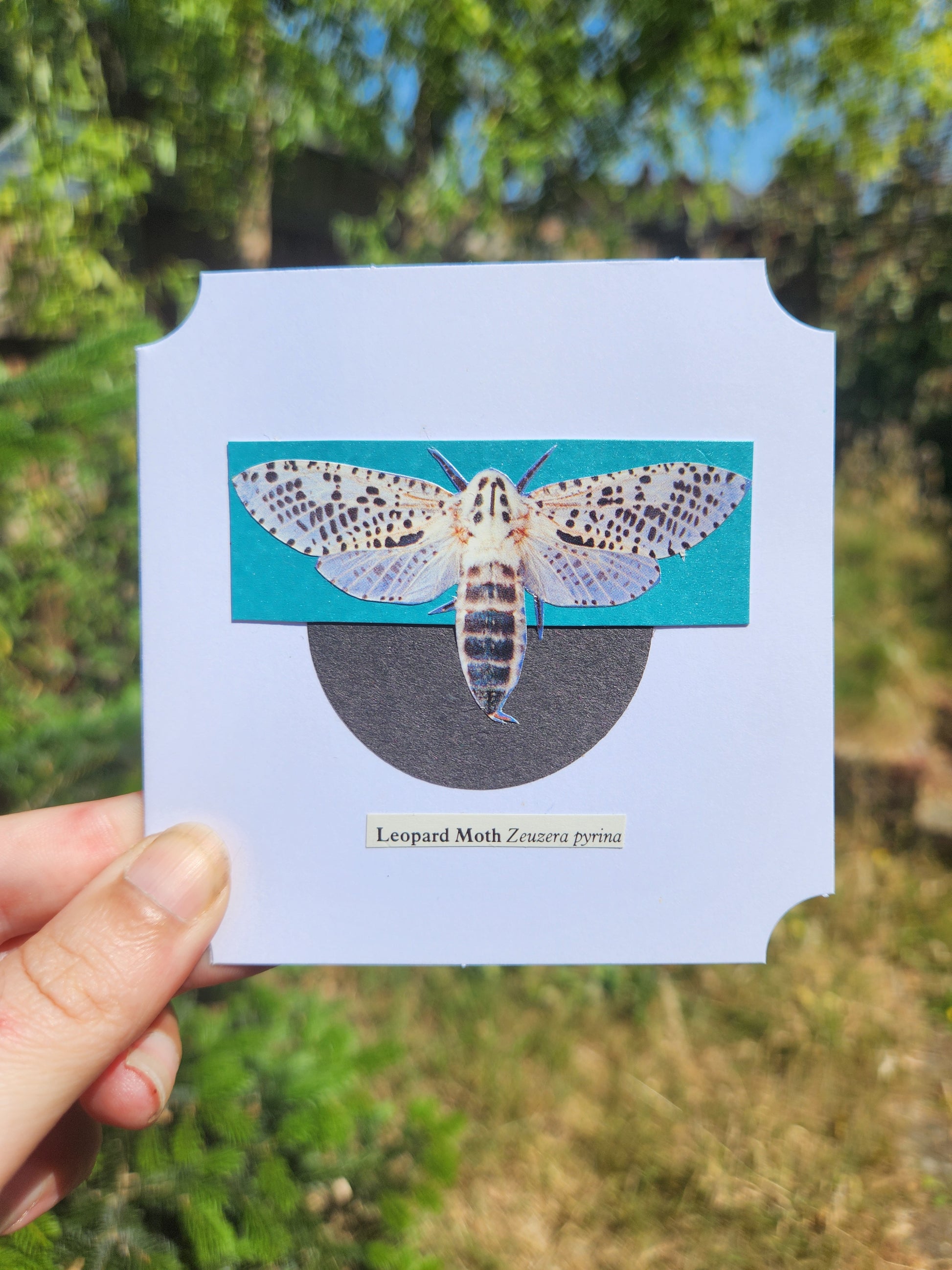 A hand holding a small sqaure white card featuring a collage of Leopard moth over a teal and black geometric motif, against a blurred backroud of greenery
