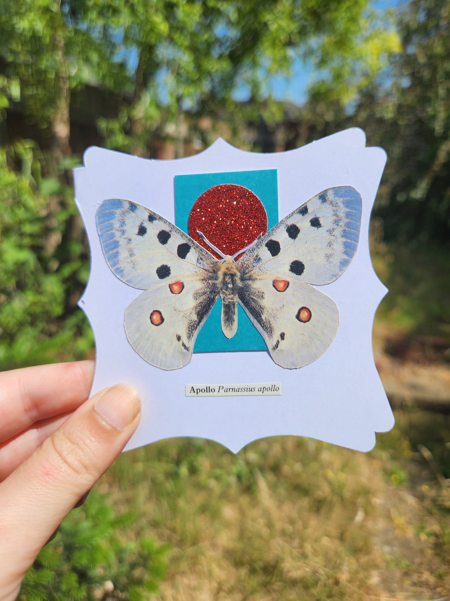 A hand holds a white scalloped card featuring a collage of a butterfly over a turquoise square and a red glitter circle, with the text 'Apollo Pernassius apollo' below, set against a blurred outdoor background of green foliage.