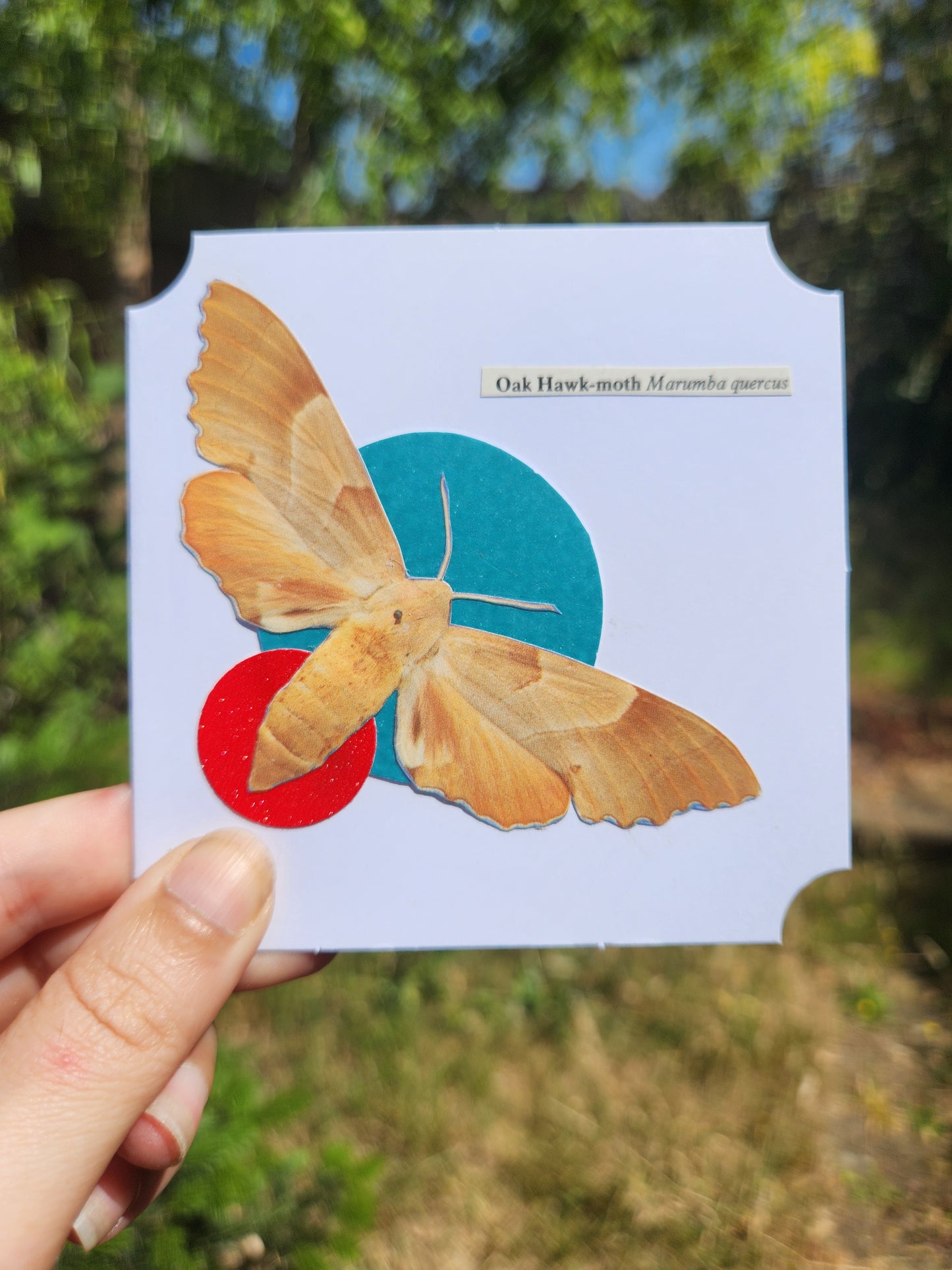 A hand holds a square white card featuring a large orange-brown moth layered over two colored circles, with a small label reading 'Oak Hawk-moth Marumbia genus'. The background is a blurred outdoor scene of green trees and grass.