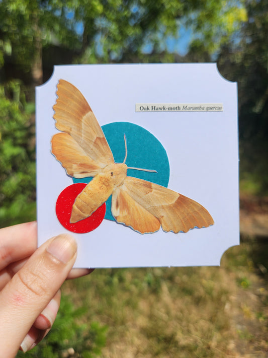 A hand holds a square white card featuring a large orange-brown moth layered over two colored circles, with a small label reading 'Oak Hawk-moth Marumbia genus'. The background is a blurred outdoor scene of green trees and grass.