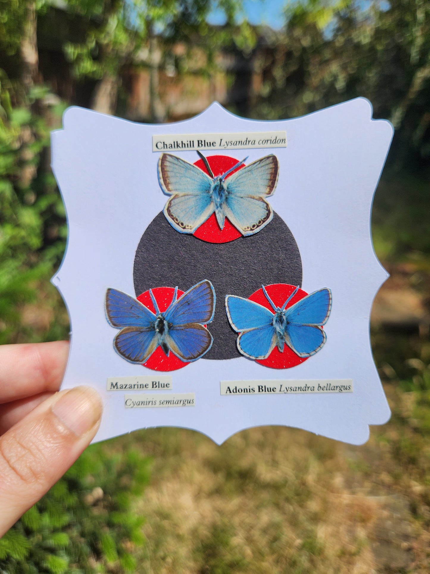 A hand holds a white decorative card featuring a collage of three labeled butterflies on a dark circle backing with red circular accents, photographed outdoors against blurred green foliage.