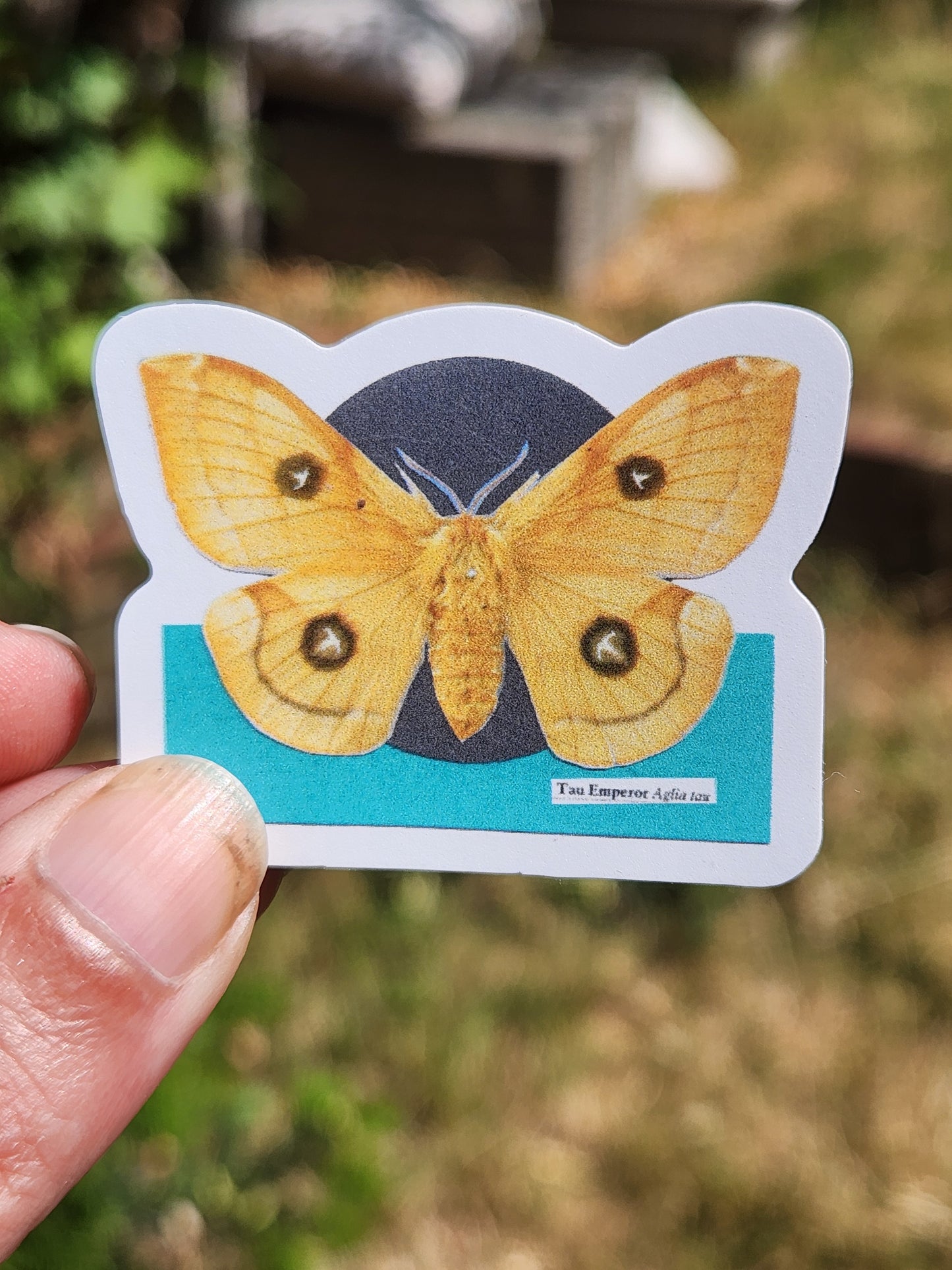 A die-cut sticker featuring a yellow moth with eye-like spots on its wings, set against a turquoise and dark gray background with a white border. The sticker is held by a person's fingers against a blurred outdoor background.