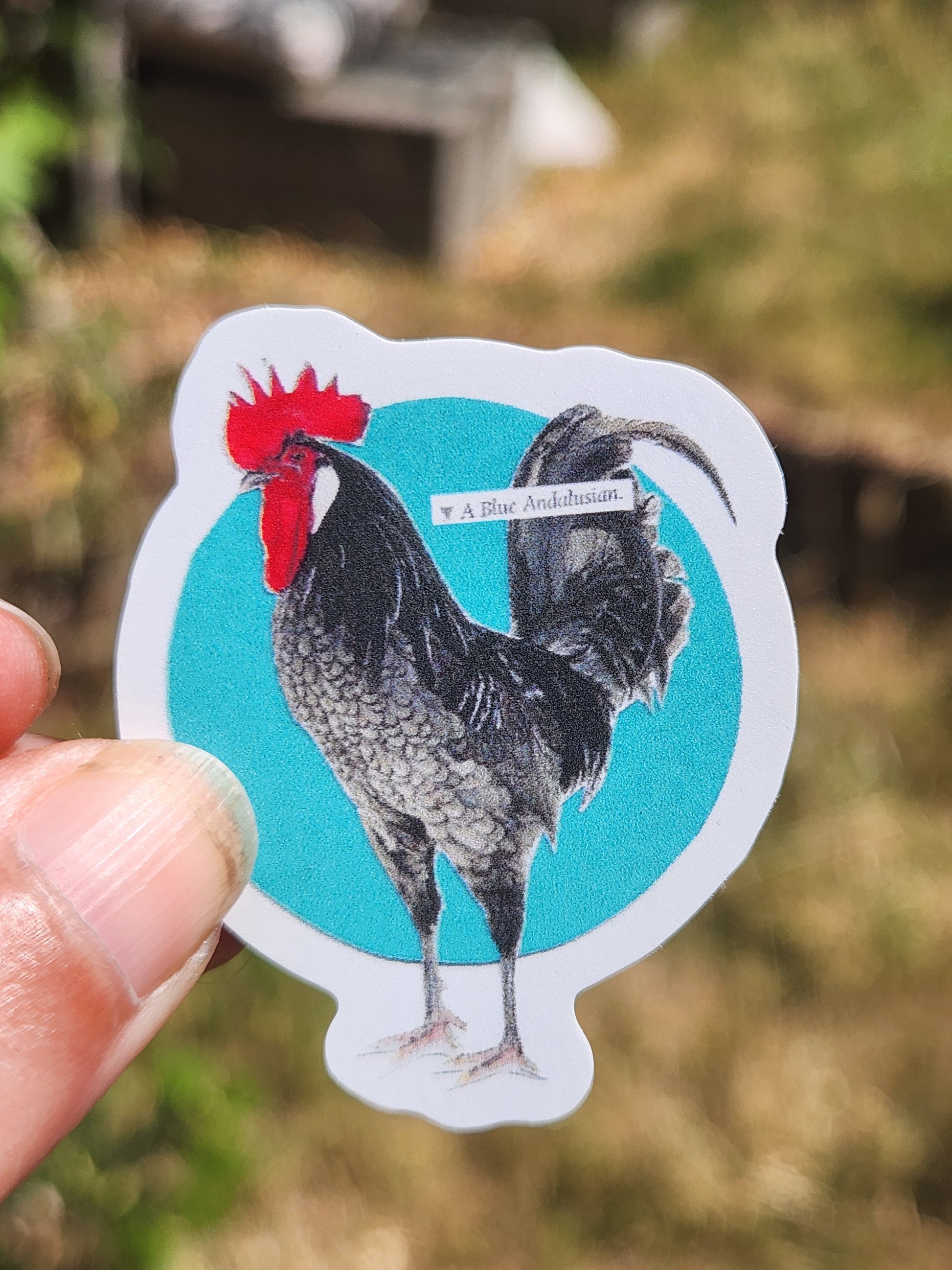 A die-cut sticker featuring an image of a black chicken against a bright turquoise background, held by a person's fingers with a blurred outdoor background.