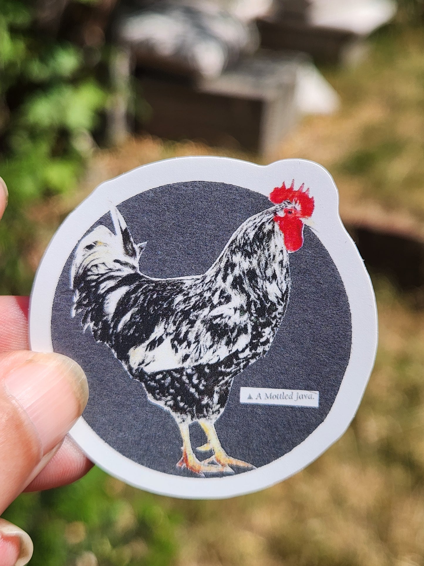 A hand holds a die-cut sticker featuring a black and white chicken with a bright red comb against a dark gray circular background. The sticker is photographed outdoors with a blurred natural background.