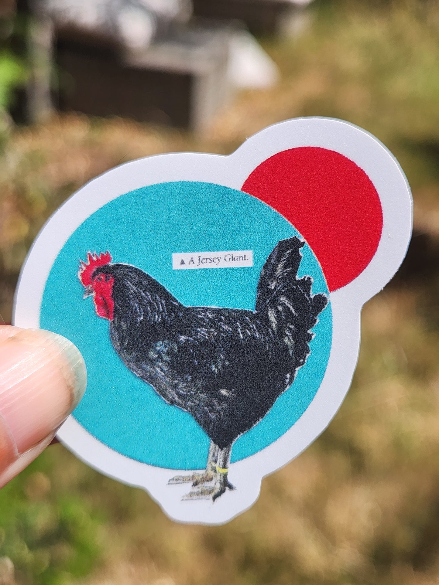 A die-cut sticker featuring a black chicken against a turquoise background with a red circle and white border, held by a person's fingers outdoors with a blurred natural background.