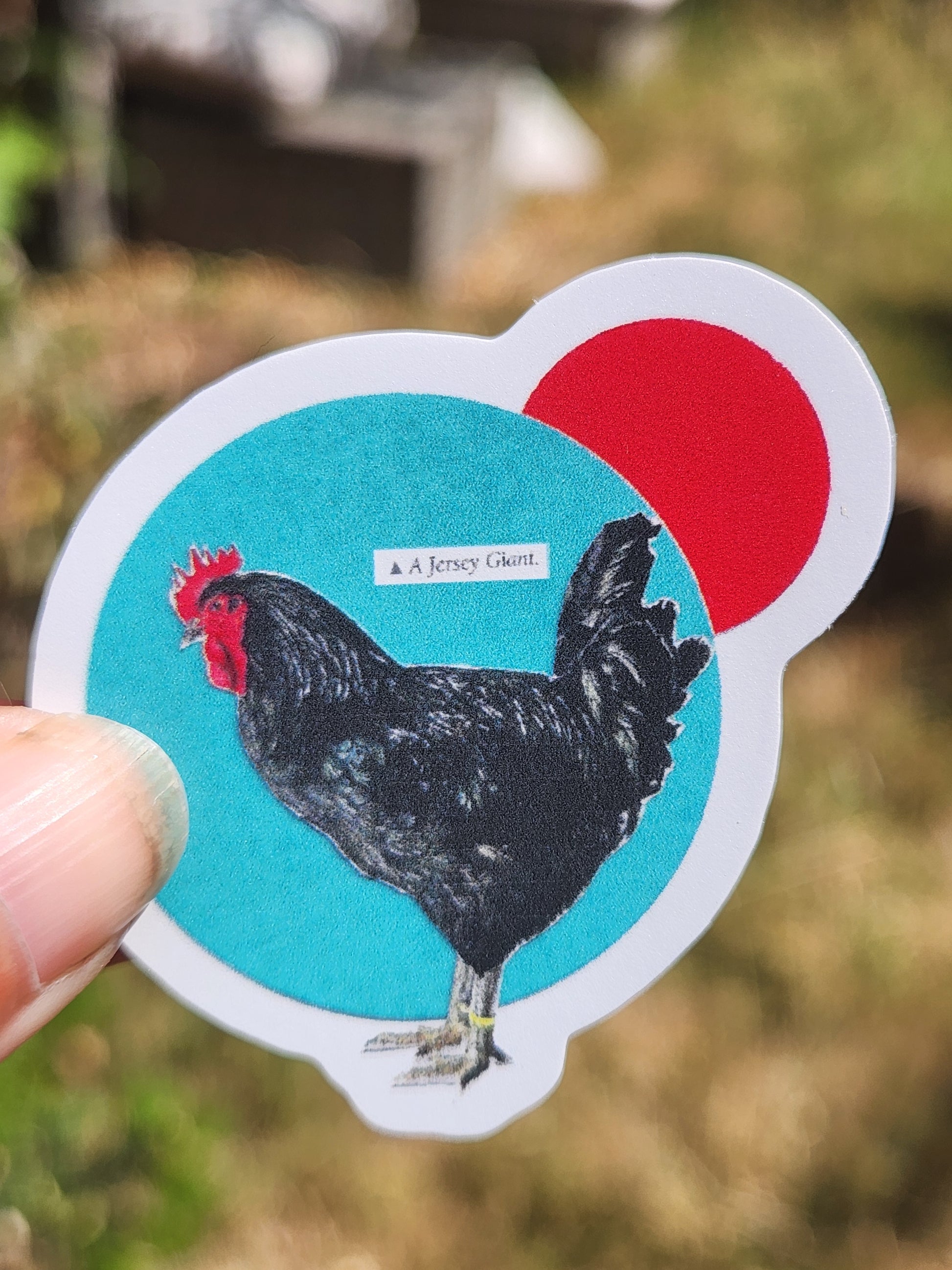 A die-cut sticker featuring a black chicken against a turquoise background with a red circle and white border, held by a person's fingers outdoors with a blurred natural background.