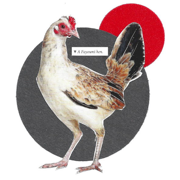 A cutout image of a white and brown chicken with red comb, standing in front of a dark gray circle and a red circle on a white background. A small label near the neck reads 'A Fayoumi hen'.