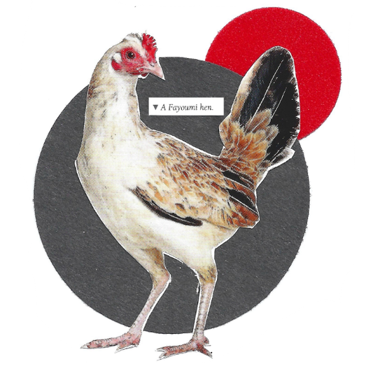 A cutout image of a white and brown chicken with red comb, standing in front of a dark gray circle and a red circle on a white background. A small label near the neck reads 'A Fayoumi hen'.