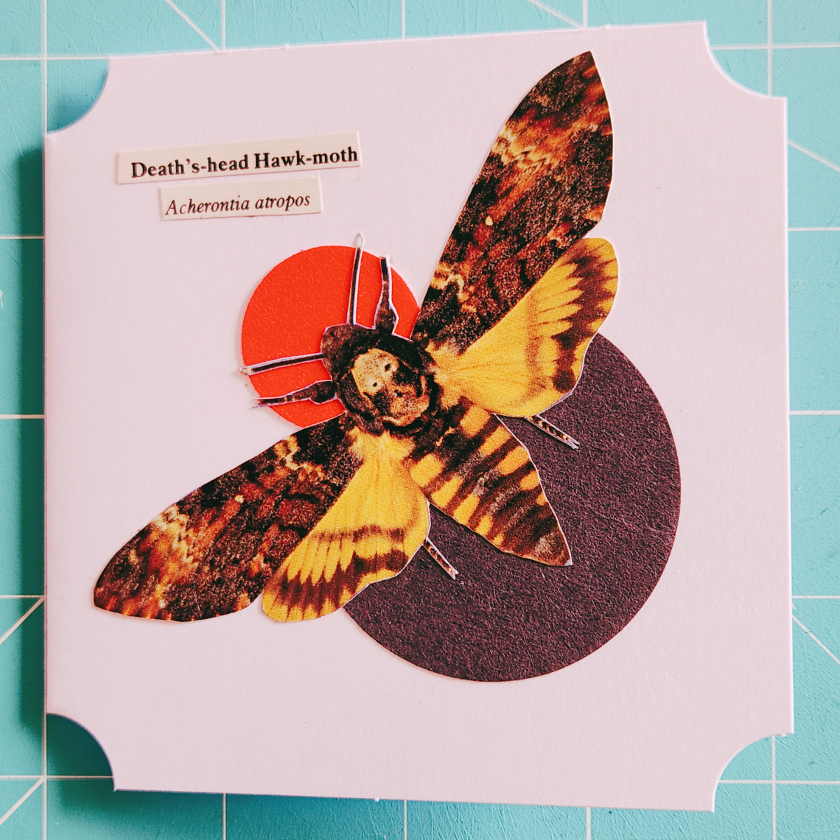 Image of a Death's-head Hawk-moth on a square white card with scientific label.