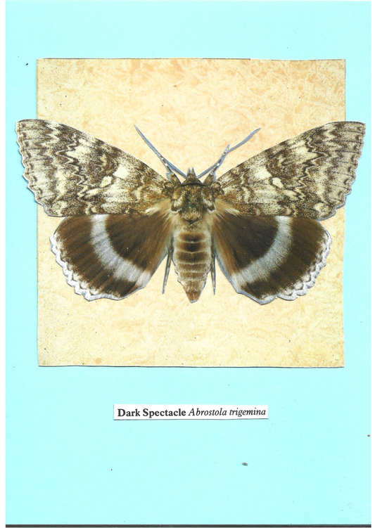 Pale blue greeting card with the image of a Dark Spectacle moth on a patterned background