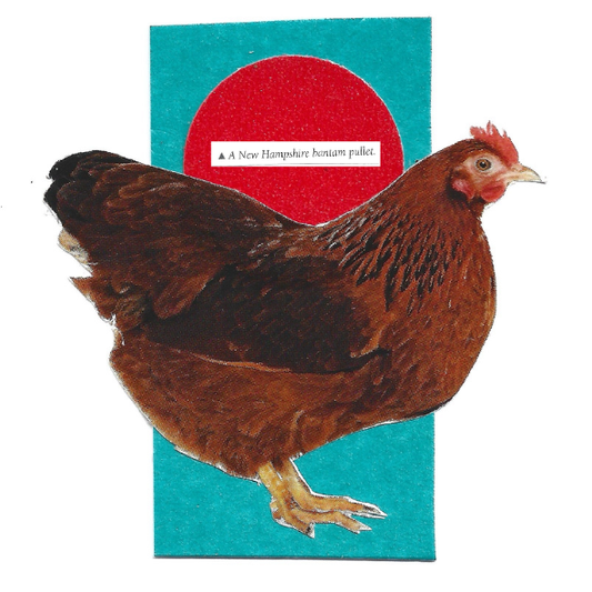 A cutout image of a brown hen over a teal rectangular background with a large red circle and a small white label reading 'A New Hampshire bantam pullet'.